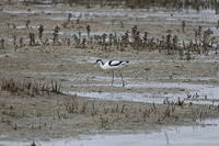 Elegant bird foraging in a serene wetland